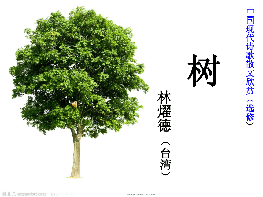 人教版高中语文-选修--中国现代诗歌散文欣赏《树（节选）》课件2(共26张PPT)