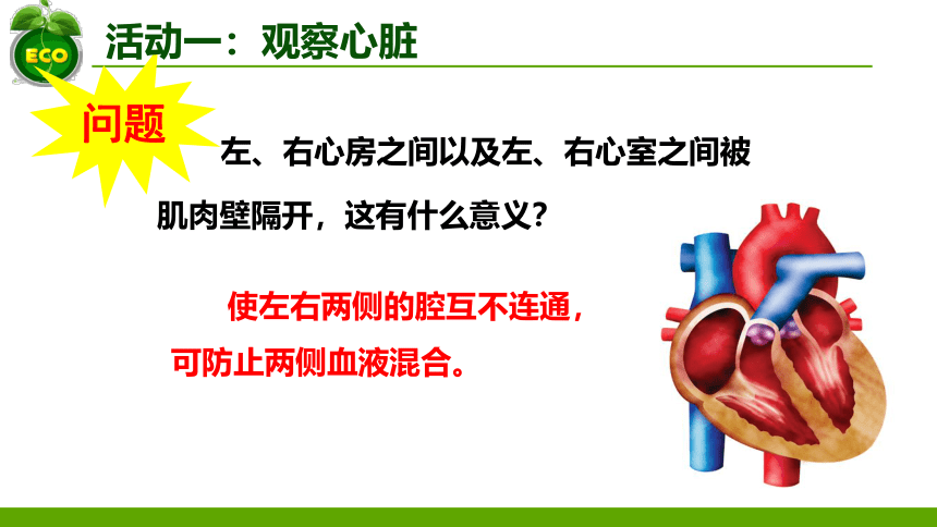 3.3.2物质运输的器官-心脏(1)课件(共31张PPT)2022--2023学年济南版生物七年级下册