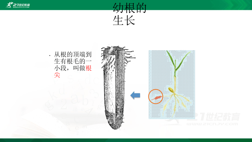 3.2.2植株的生长 课件(共37张PPT)