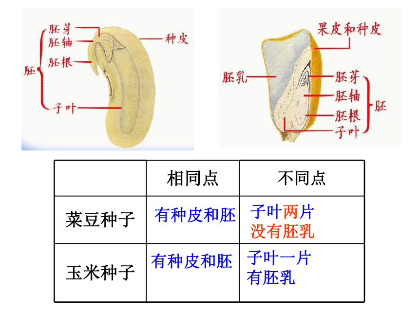 3.1.2 种子植物课件(共33张PPT)2022--2023学年人教版生物七年级上册