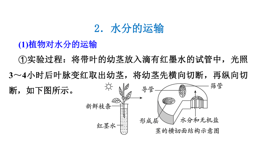 2024年中考一轮复习：专题七绿色植物的作用复习课件(共70张PPT)