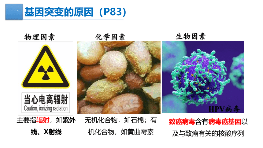 生物人教版（2019）必修2 5.1基因突变和基因重组（共29张ppt）