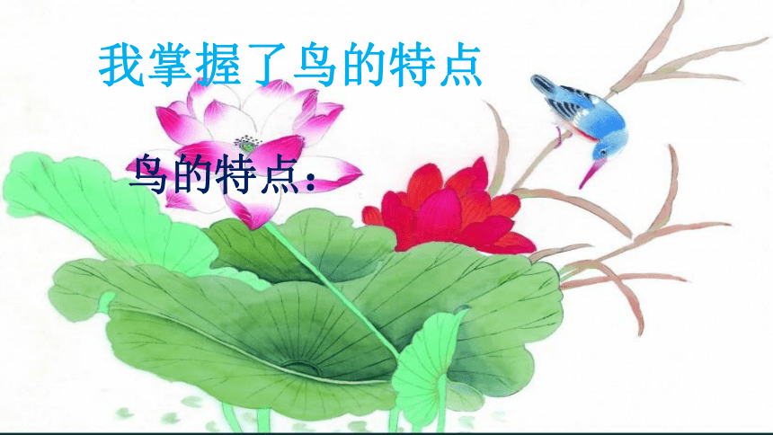 一年级下册美术课件-第10课.  鸟是人类的朋友 ▏人美版（北京）(15 张PPT)