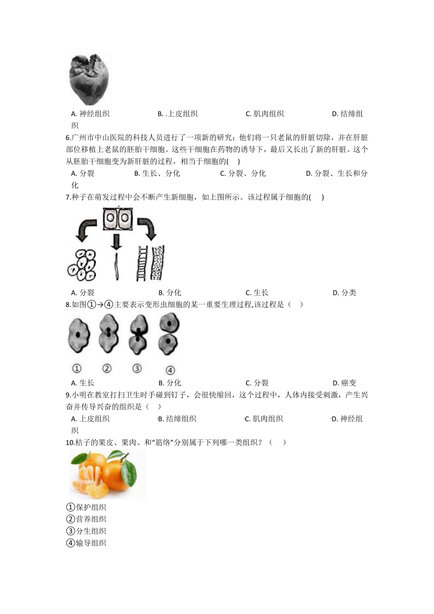 2.3生物体的结构层次 同步练习（含解析）