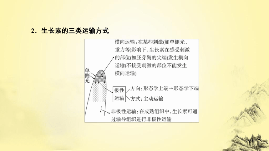 新人教生物二轮复习课件11 植物生命活动的调节(课件共50张PPT)