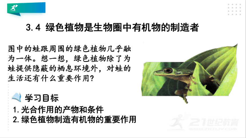 3.4 绿色植物是生物圈中有机物的制造者 课件（共19张PPT）