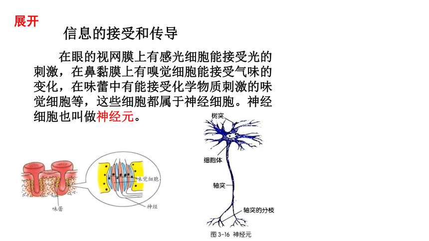 3.3 神经调节（课件 19张PPT)