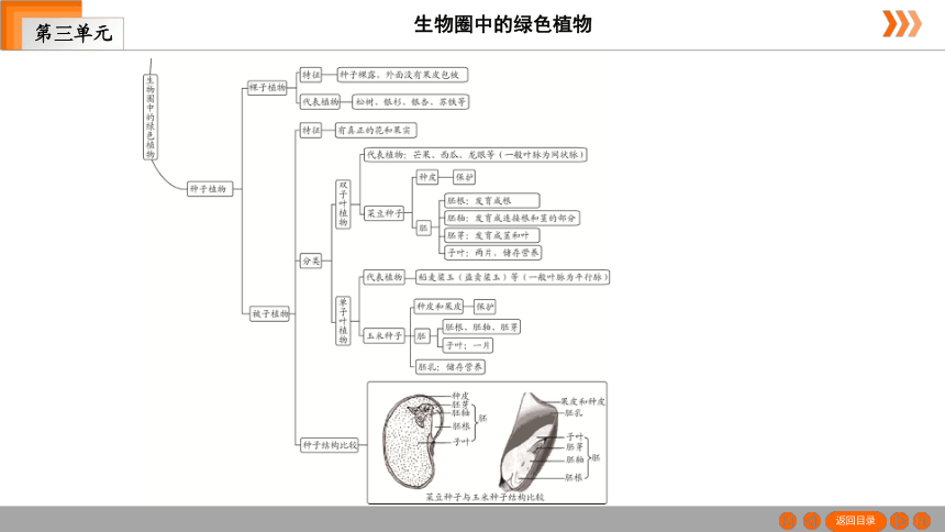 人教版生物七年级上册  第3单元　第1章　生物圈中有哪些绿色植物本章知识网络 课件（共19张PPT）