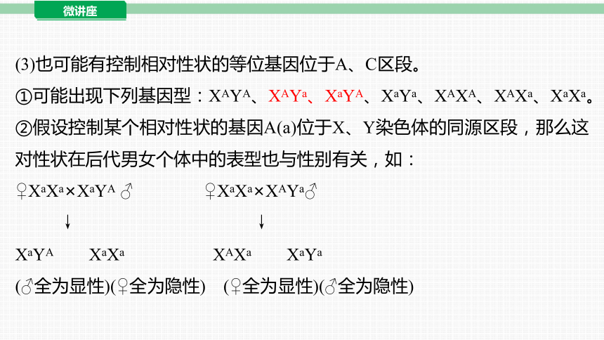 2024届高考生物二轮复习：微讲座　伴性遗传的题型突破(共30张PPT)