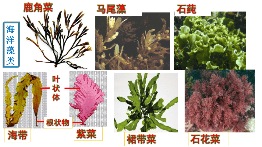 3.1.1 藻类、苔藓和蕨类植物  课件(共28张PPT)2022-2023学年人教版生物七年级上册