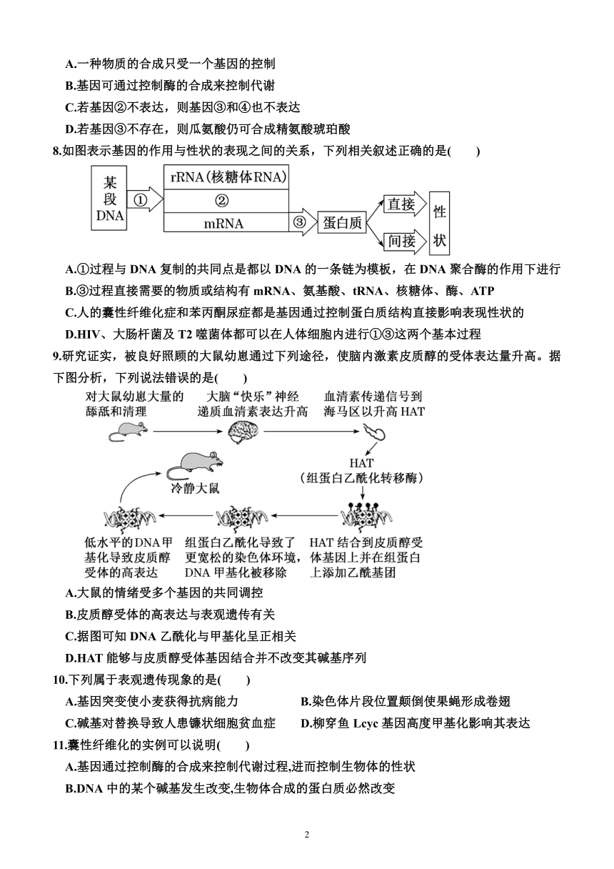 4.2  基因表达与性状的关系（同步练习）（附解析）—2023-2024学年高一下学期生物必修2（人教版(2019））