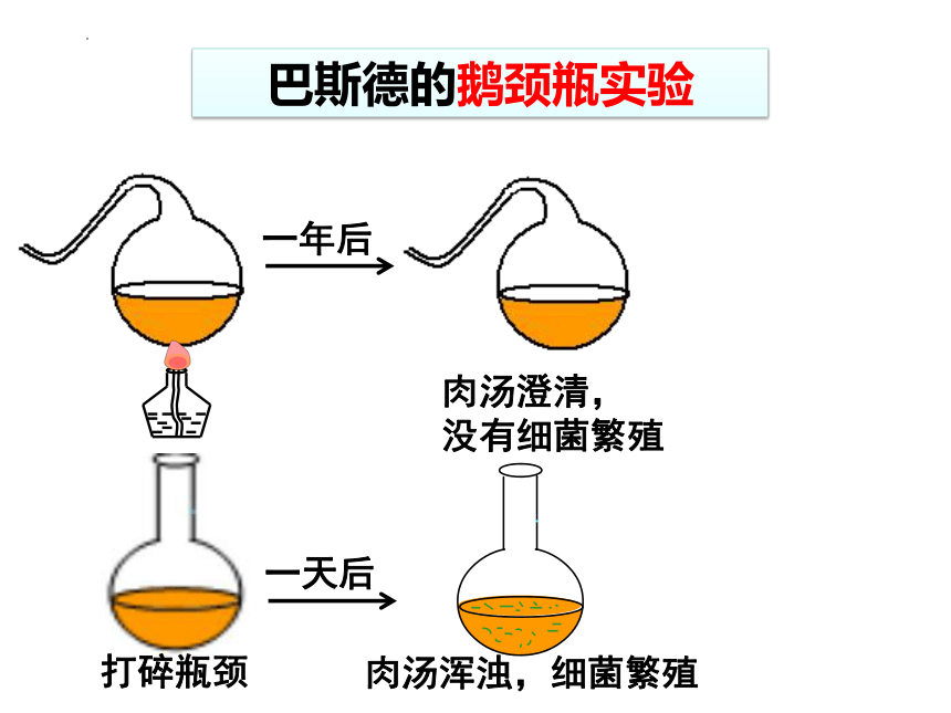 5.4.2细菌  课件(共14张PPT)2022-2023学年人教版生物八年级上册