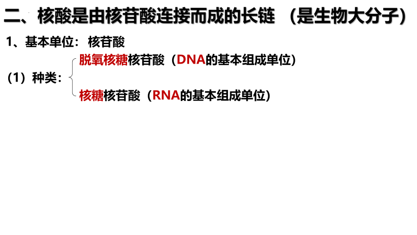 2.5核酸是遗传信息的携带者课件-(共30张PPT)人教版（2019）必修1