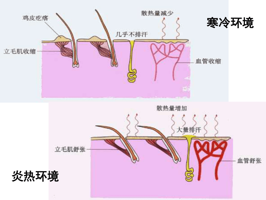 人教版高中生物必修三2.3神经调节和体液调节的关系(共23张PPT)