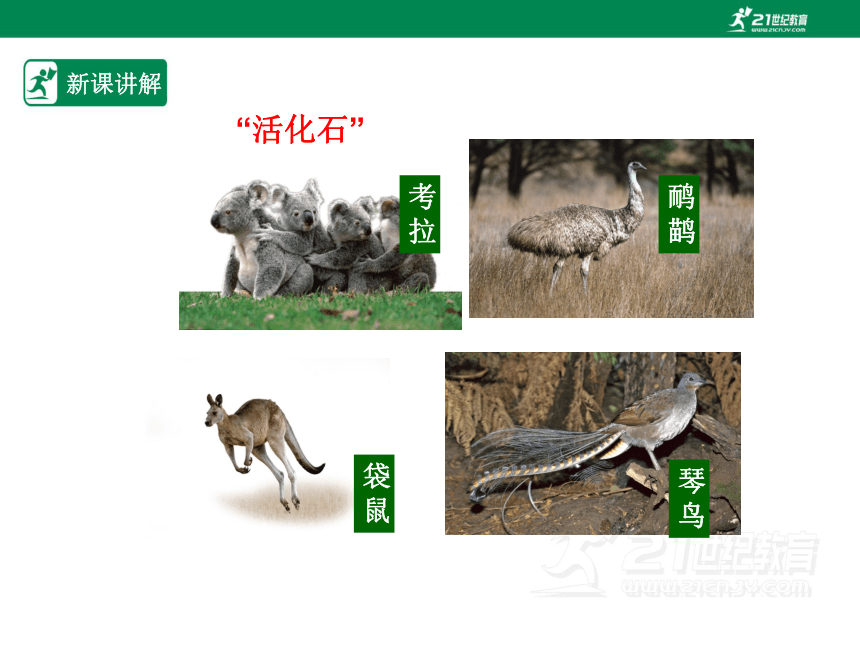 人教版七年级地理 下册 第八章 8.4 澳大利亚 课件（共47张PPT）