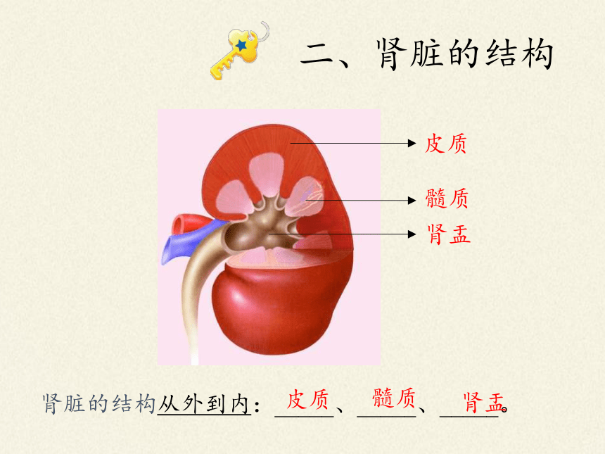 北师大版生物七年级下册 第11章 第2节 尿的形成与排出（课件）(共28张PPT)