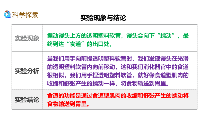 四年级上册科学课件 《2.8食物在身体里的旅行》教科版   (共26张PPT)