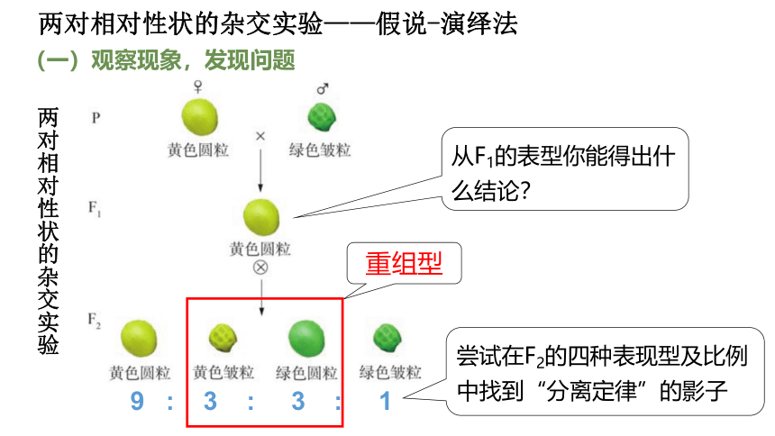 2.2 亲代基因传递给子代遵循特定的规律（第二课时）（沪科版2020必修2）（课件共23张PPT)