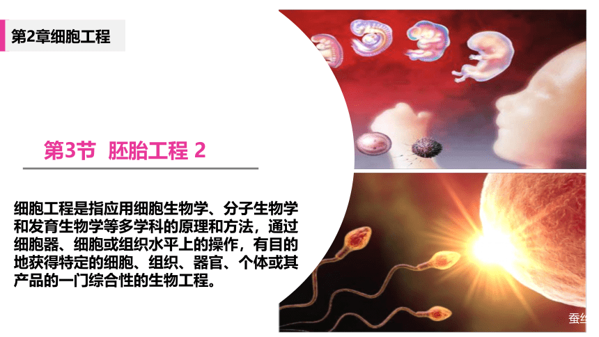2.3 胚胎工程（第二课时）(共25张PPT1份视频)课件-人教版2019选择性必修3