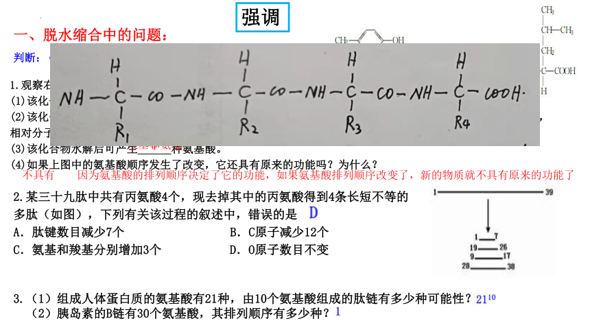 04 蛋白质和核酸-2024年高考生物一轮复习（新教材新高考）（共20张PPT)