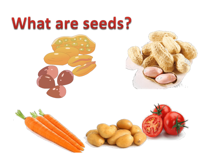 Unit 3 How do seeds travel Lesson11 课件(共28张PPT)