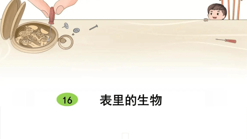 课文16 表里的生物（第二课时）课件(共31张PPT)