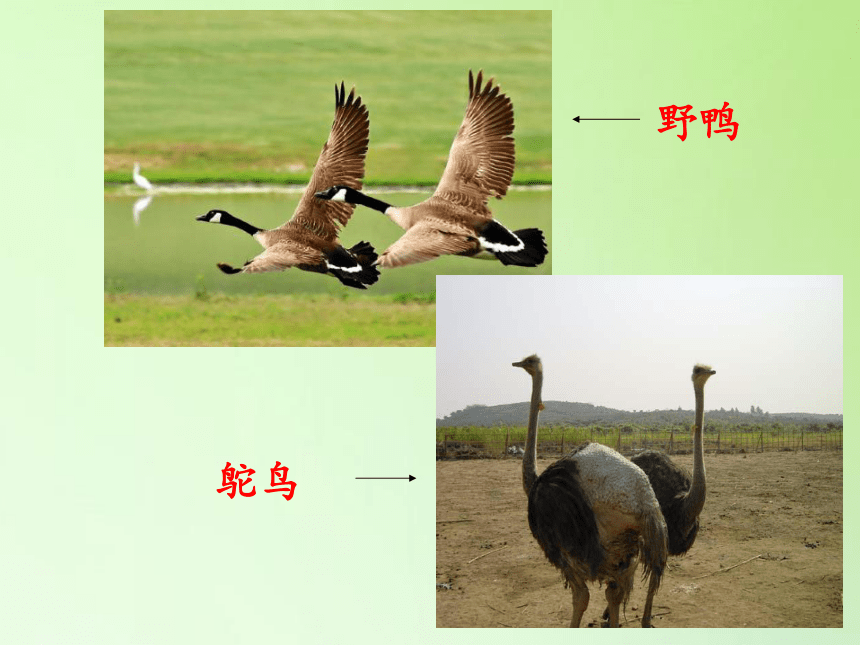 冀人版六年级科学上册课件1.3 鸟类动物的特征(共19张PPT)