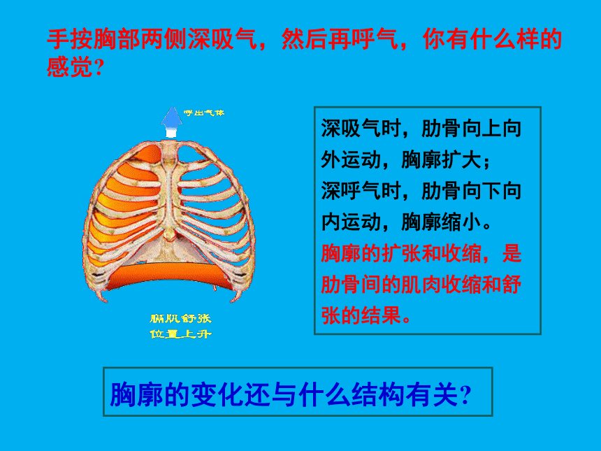 2020-2021学年人教版七年级生物下册4.3.2 发生在肺内的气体交换 -课件（25张PPT）