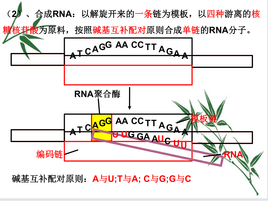 3.4 基因控制蛋白质合成 课件（共48张PPT）