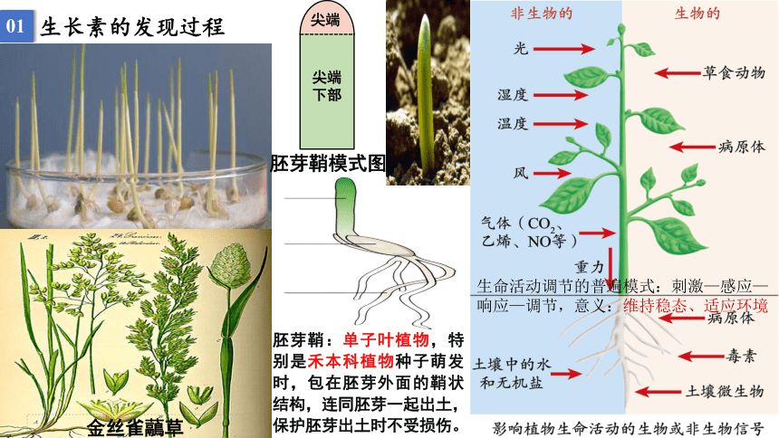 5.1 植物生长素-高二生物课件(共33张PPT)（人教版2019选择性必修1）