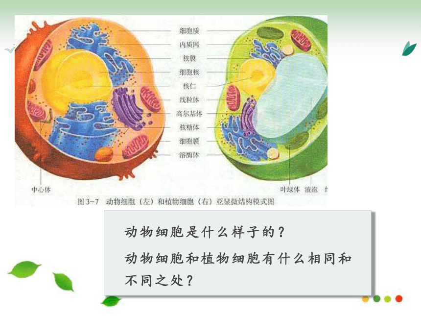 2.1.3 观察动物细胞  课件2022-2023学年鲁科版生物六年级上册（共17张PPT）