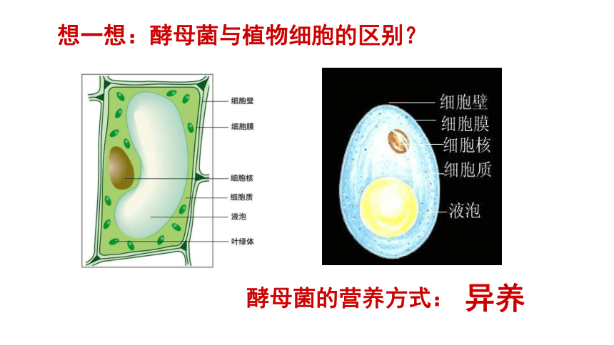 4.3 微生物 课件（21张）沪教版 第二册