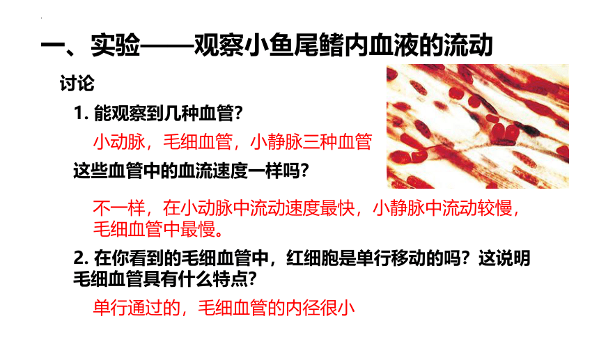 4.4.4 血流的管道——血管课件 (共28张PPT)人教版生物七年级下册