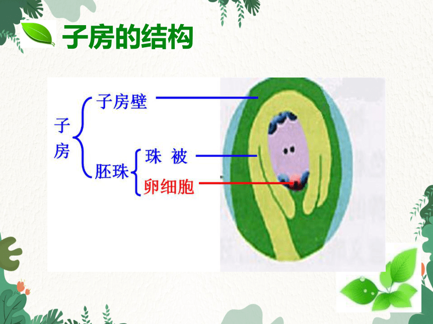 人教版生物七年级上册  3. 2  被子植物的一生 复习课件  (共74张PPT)