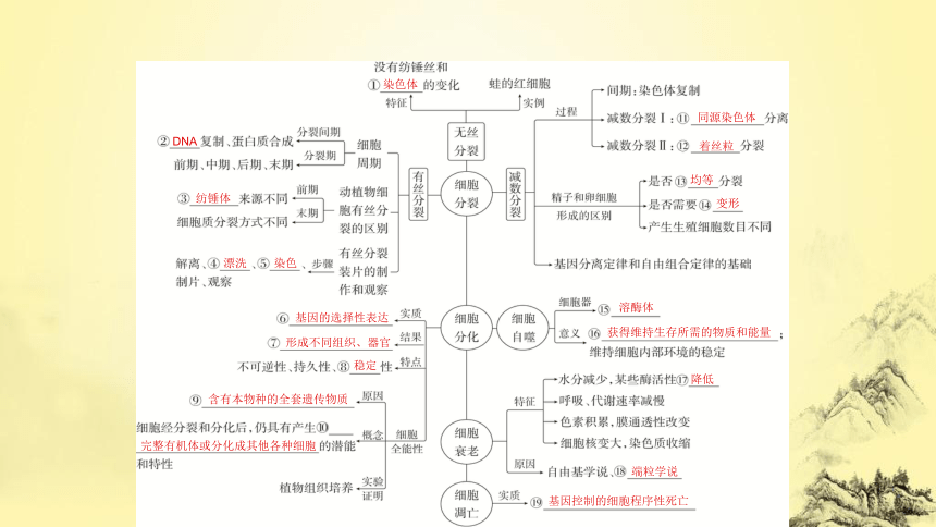 新人教生物二轮复习课件5 细胞的生命历程(课件共73张PPT)