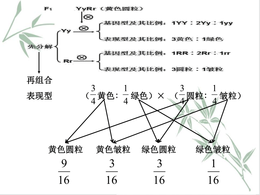 1.2 孟德尔从两对相对性状的杂交实验中总结出自由组合定律 课件（共44张PPT）