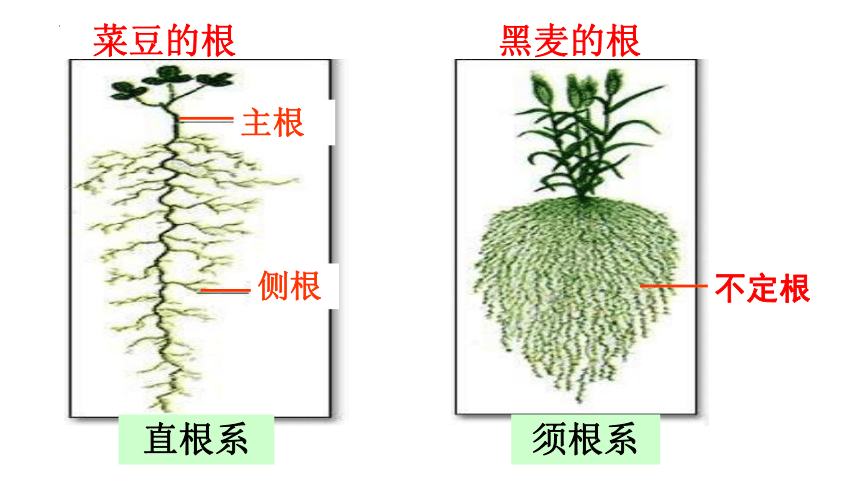 4.1.5根的结构与功能课件2022--2023学年济南版生物八年级上册（共30张PPT）