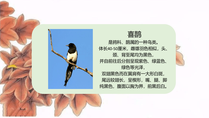9 枫树上的喜鹊 （课件）(共19张PPT)