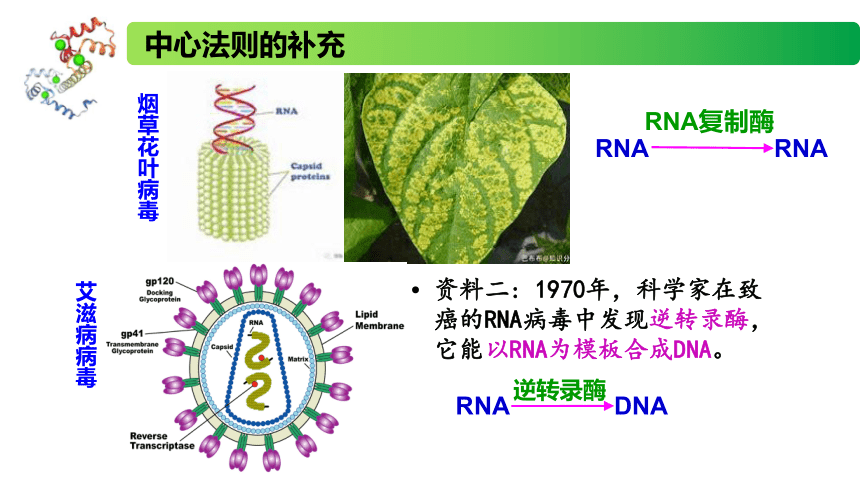 2.3.2 中心法则、细胞分化的本质、表观遗传课件(共22张PPT)高一生物（苏教版2019必修2）