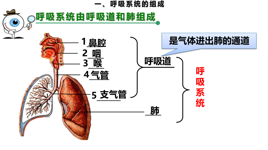 2.3.1.1 呼吸道和肺（课件）七年级生物下册（冀教版）（共19张PPT）