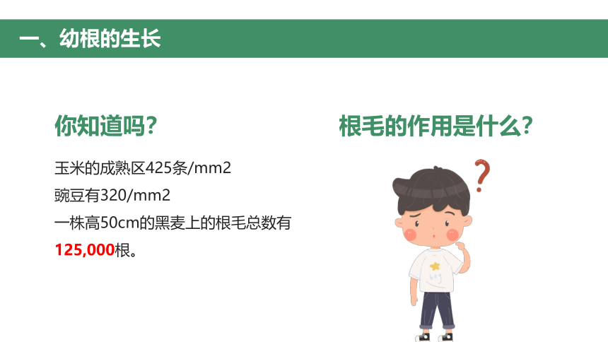 第二节 植株的生长 课件（30张PPT）