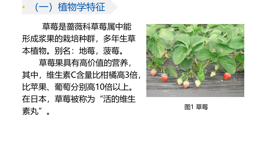 10.2草莓生产-任务资讯 课件(共16张PPT)-《蔬菜生产技术》同步教学（中国农业出版社）