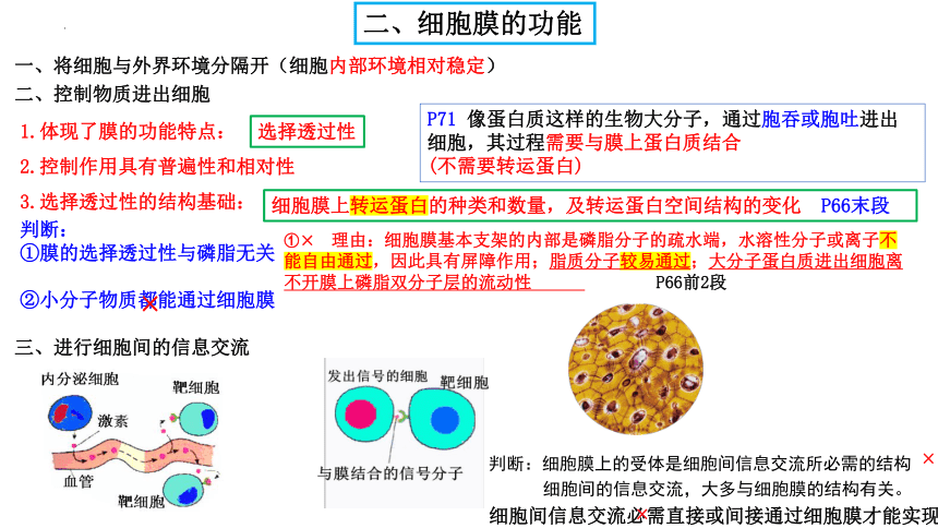 05 细胞膜和细胞核 课件（17张ppt）-2024年高考生物一轮复习课件（新教材新高考）