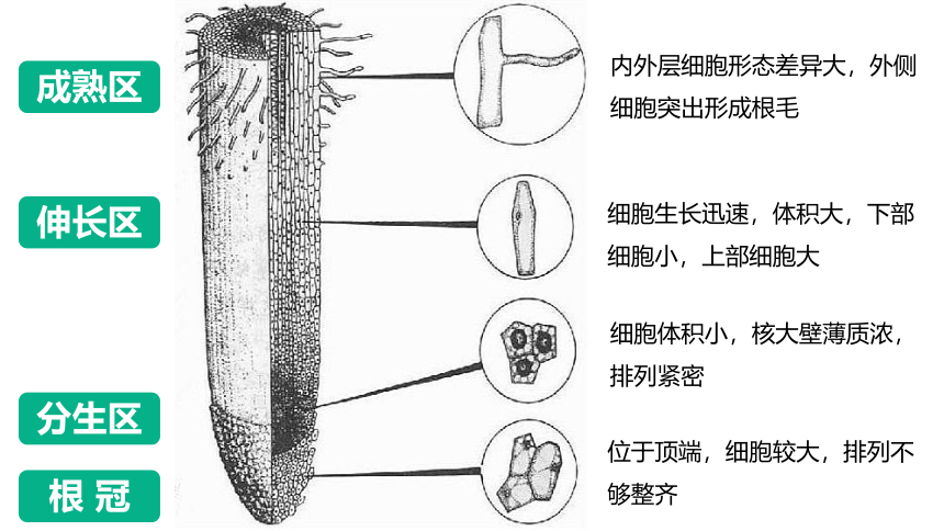 第二节 植株的生长课件(共45张PPT)