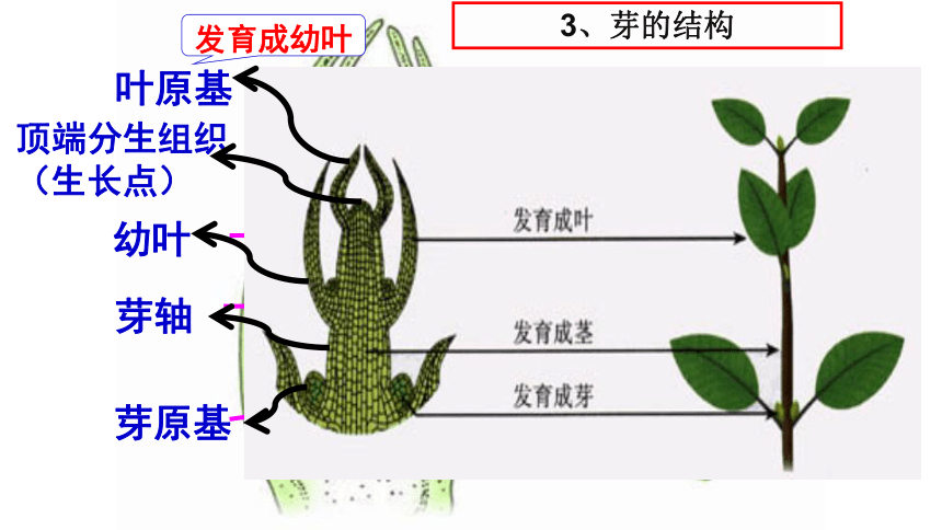第4节 植物的一生（第3课时，22张ppt）