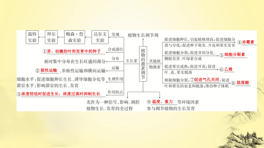 新人教生物二轮复习课件11 植物生命活动的调节(课件共50张PPT)