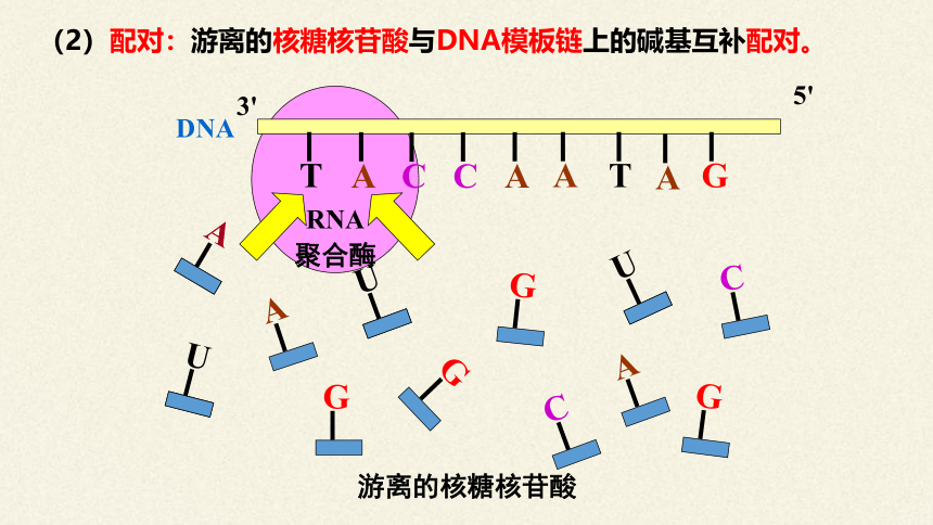 4.1 基因指导蛋白质的合成(共55张PPT2份视频)课件-人教版（2019）必修2