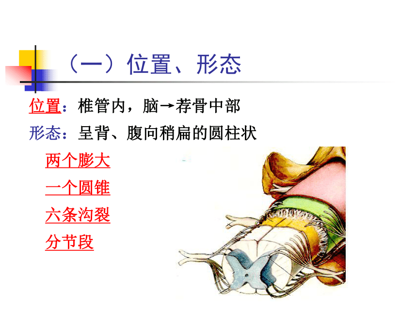 11.神经系统-2   课件(共30张PPT) - 《畜禽解剖生理学》同步教学（高教版）