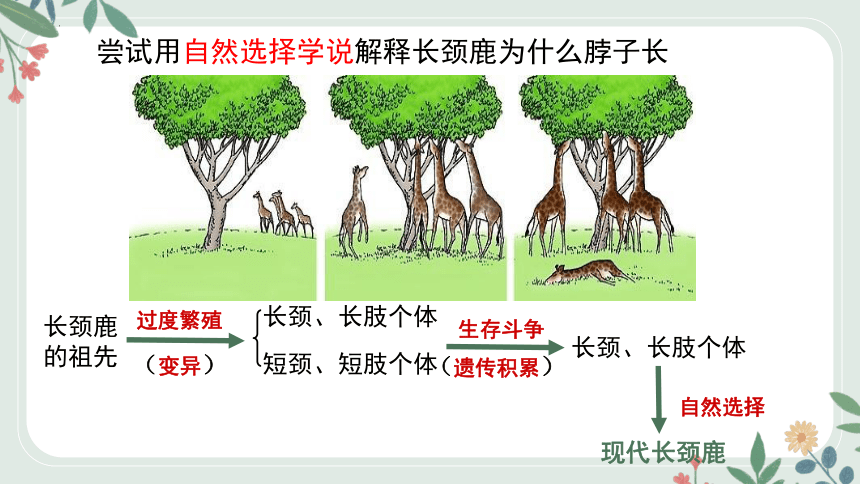 16.3 生物进化的学说课件(共23张PPT+内嵌视频1个)2022-2023学年苏教版八年级生物上册