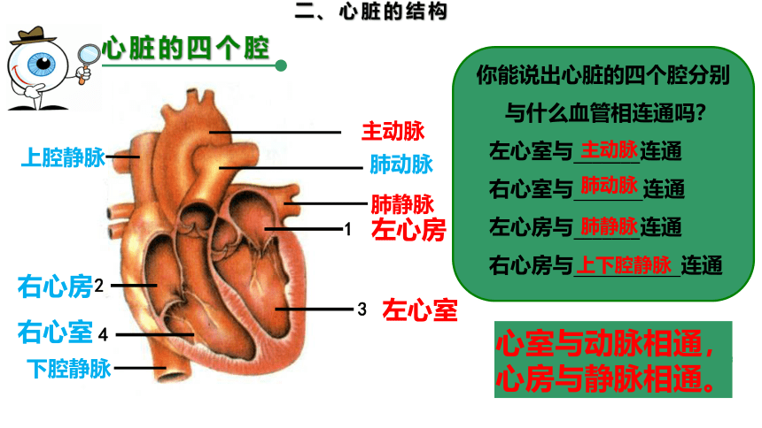 2.2.2.2 运输物质的器官——心脏（课件）七年级生物下册（冀教版）（共19张PPT）